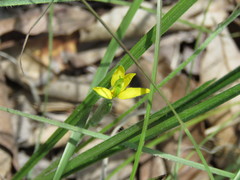 Hypoxis mexicana