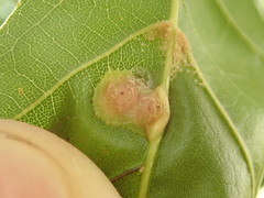 Polystepha quercifolia