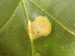 Polystepha quercifolia