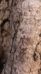 Crematogaster schmidti