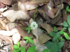 Cyperus seslerioides