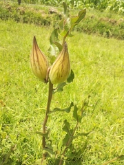Asclepias contrayerba