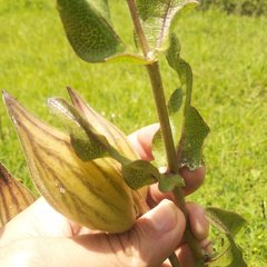Asclepias contrayerba