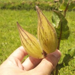 Asclepias contrayerba