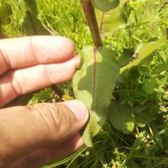 Asclepias contrayerba