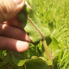 Asclepias contrayerba