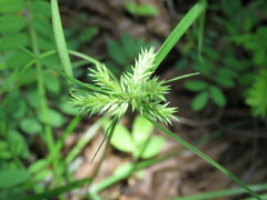Cyperus pallidicolor