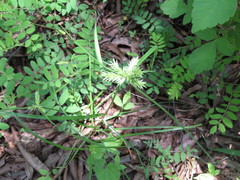Cyperus pallidicolor