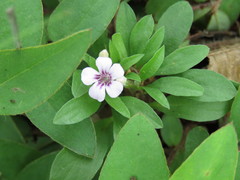 Dyschoriste decumbens