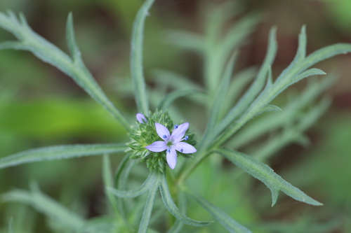Gilia capitata