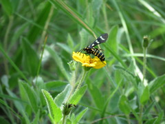 Syntomeida melanthus