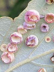 Phylloteras volutellae