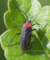 Prepops confraternus