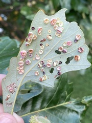 Phylloteras volutellae