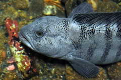 Wolf-Eel photo 2