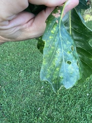 Phylloteras volutellae