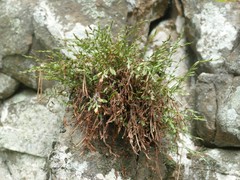 Asplenium × alternifolium