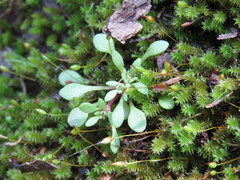 Sedum jaliscanum