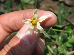 Solanum cardiophyllum