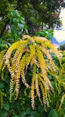 Ledenbergia seguierioides