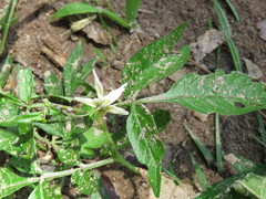 Solanum cardiophyllum