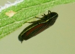Cuerna striata