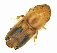 Ips calligraphus