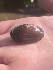 Toxolasma cylindrellum