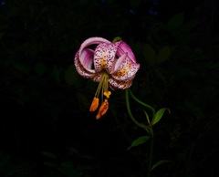 Lilium kelloggii