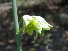 Prochnyanthes mexicana