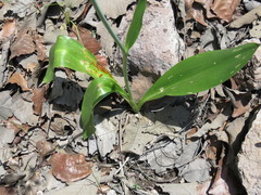 Prochnyanthes mexicana