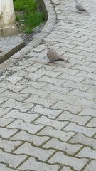 Streptopelia decaocto