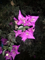 Bougainvillea