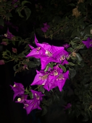 Bougainvillea