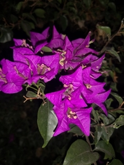 Bougainvillea