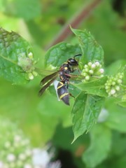 Parancistrocerus fulvipes