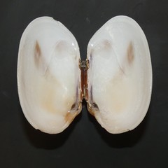 Venerupis galactites