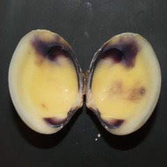 Katelysia rhytiphora