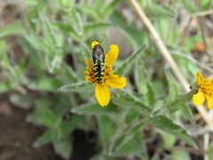 Acmaeodera solitaria
