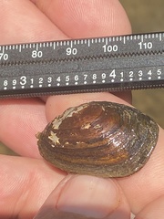 Toxolasma cylindrellum