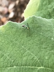 Condylostylus inornatus