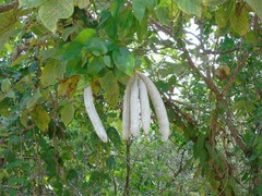 Adenocalymma inundatum