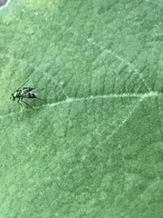 Condylostylus inornatus