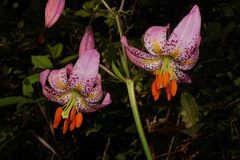 Lilium kelloggii
