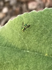 Condylostylus inornatus