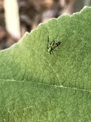 Condylostylus inornatus