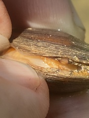 Toxolasma cylindrellum