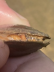 Toxolasma cylindrellum