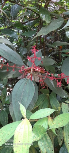 Leandra grandifolia image