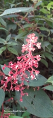Miconia secungrandifolia